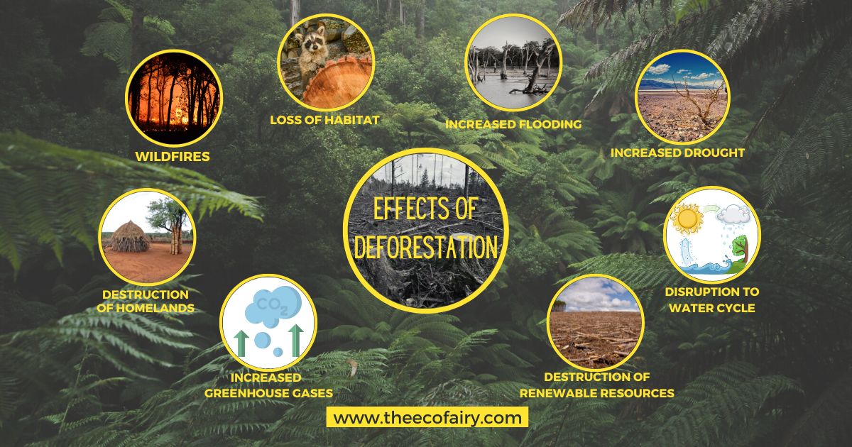 Effects of deforestation on humans and the environment