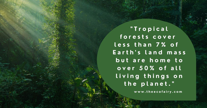 Tropical Forest Facts Everyone Should Know