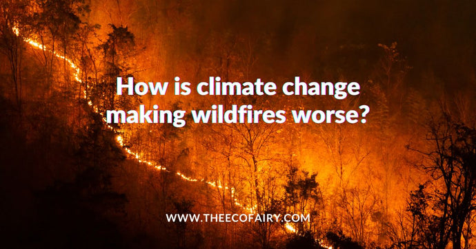 How Is Climate Change Making Wildfires Worse?