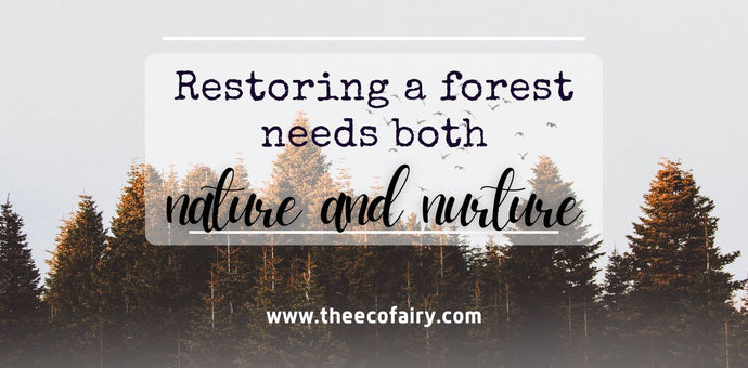 Helping Our Planet by Restoring Forest