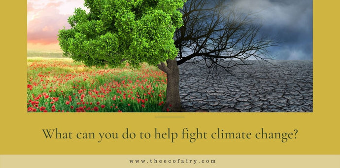 What Can You Do to Help Fight Climate Change?
