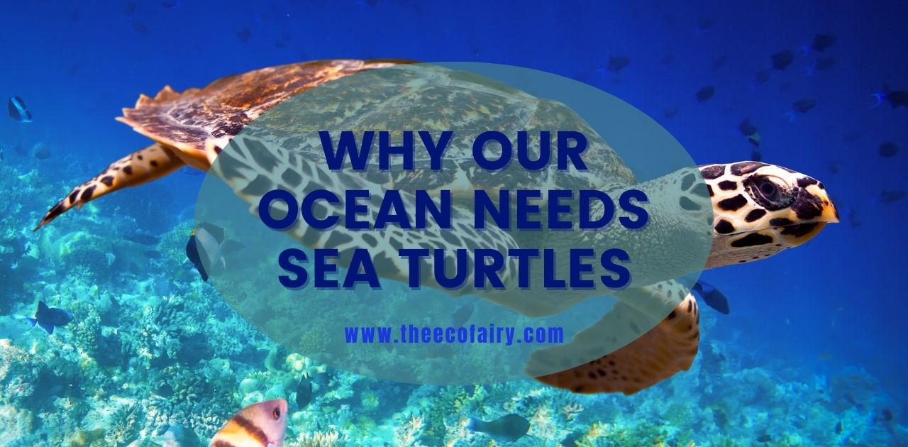 Why Our Ocean Needs Sea Turtles – The Eco Fairy