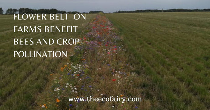 How Flower Belt on Farms Benefit Bees and Crop Pollination